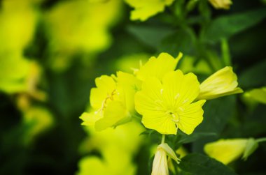 Sarı çiçekli doğal yaz arka plan