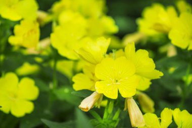 Sarı çiçekli doğal yaz arka plan