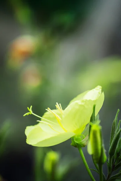 மஞ்சள் பூவுடன் இயற்கை கோடைகால பின்னணி — ஸ்டாக் புகைப்படம்