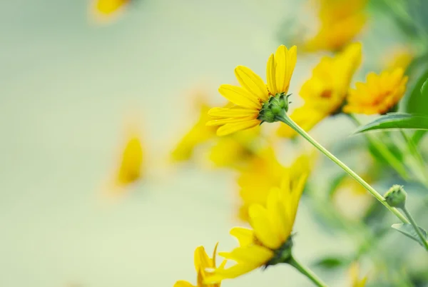 Thymophyllia, gelbe Blüten — Stockfoto