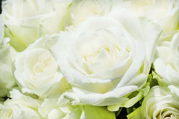 자연 배경, 흰색과 녹색 장미 꽃다발 — 스톡 사진