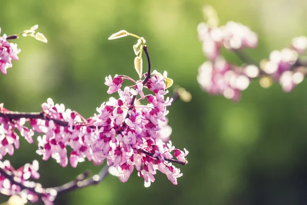 Spring nature background with pink flowering tree — Stock Photo, Image