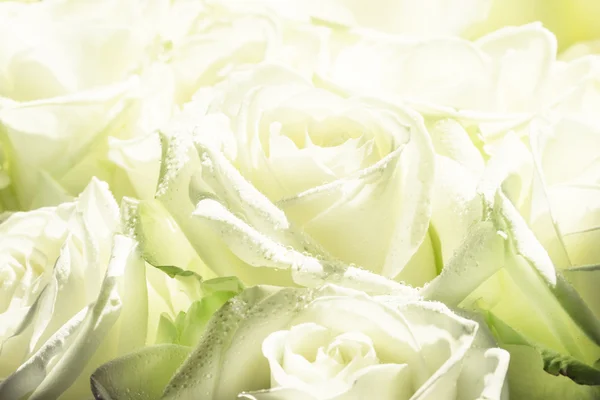 Натуральний фон, букет з білими і зеленими трояндами — стокове фото
