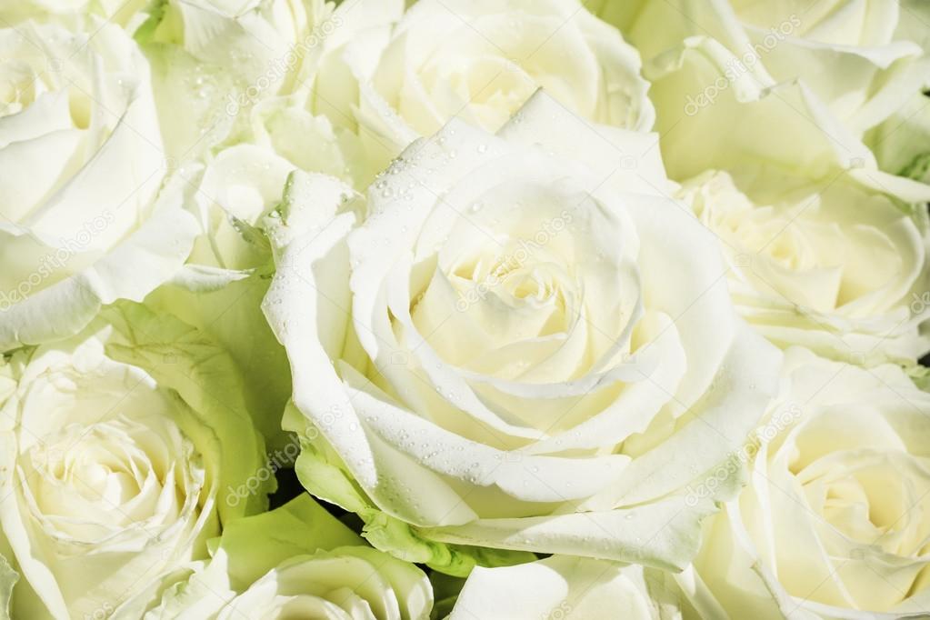 Natural background, bouquet with white and green roses Stock Photo by