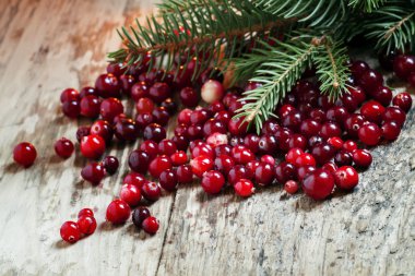 Ripe cranberries with fir branches  clipart