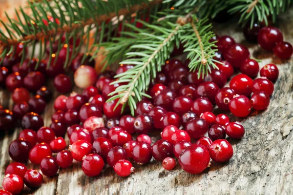 Reife Preiselbeeren mit Tannenzweigen — Stockfoto