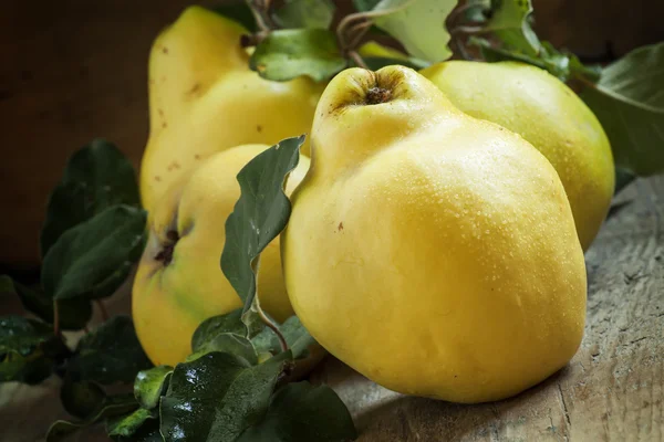 Grote rijpe kweeperen met groene bladeren — Stockfoto