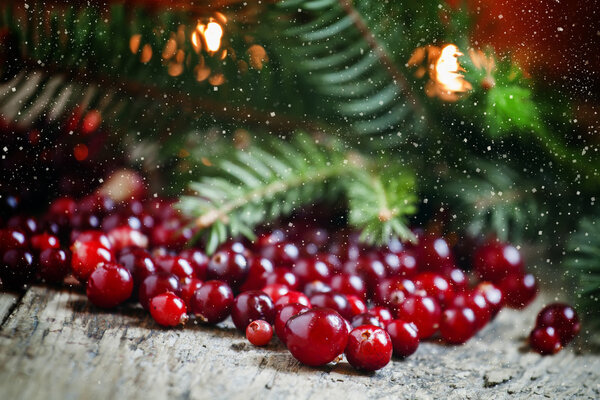 Ripe cranberries with fir branches 