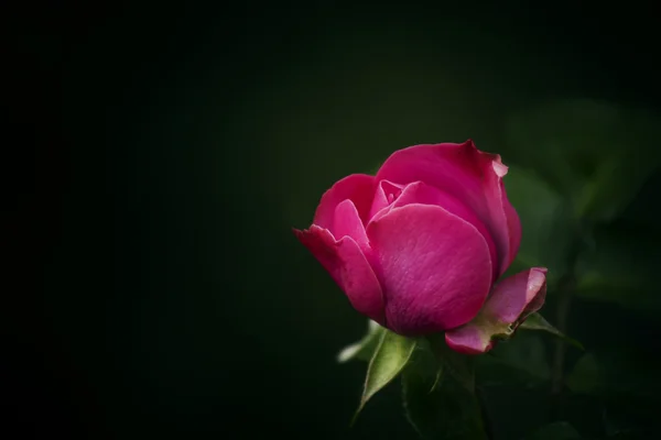 Bel giardino rosa rosa rosa — Foto Stock