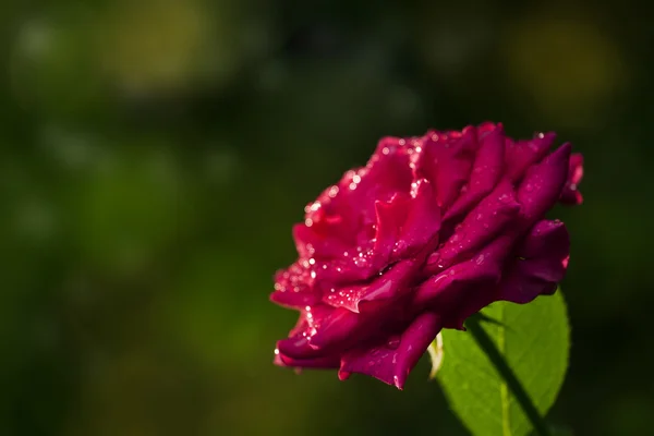 Precioso jardín rosa rosa — Foto de Stock