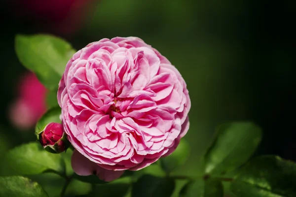 Beau jardin rose rose rose — Photo