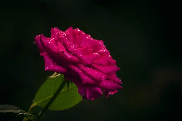 Прекрасний сад рожева троянда — стокове фото