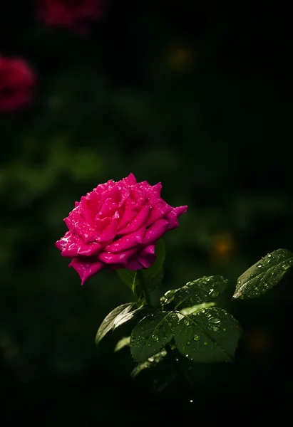 Schöner Garten rosa Rose — Stockfoto