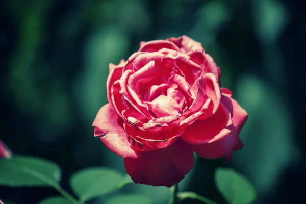 Lindo jardim rosa rosa no fundo verde desfocado — Fotografia de Stock