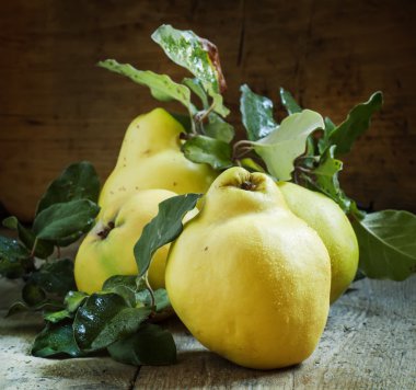 Büyük olgun ayvaları yeşil yaprakları ile