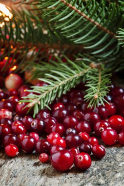 Çam dalları ile olgun kızılcık 