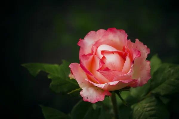 Lindo jardim rosa rosa no fundo verde desfocado — Fotografia de Stock