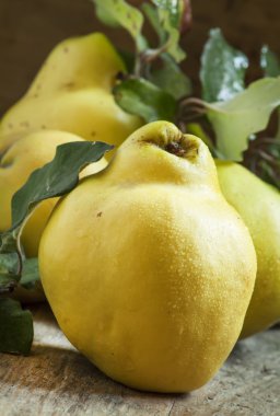 Büyük olgun ayvaları yeşil yaprakları ile