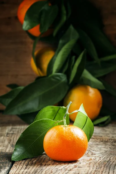 Свежие мандарины с листьями на ветке — стоковое фото