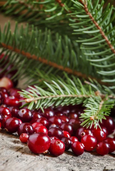 Reife Preiselbeeren mit Tannenzweigen — Stockfoto