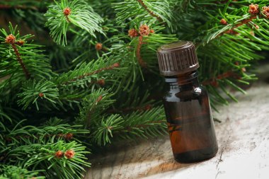 Aromatik temel çam yağı küçük bir şişe içinde  