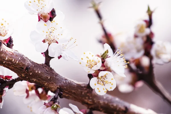 Весенний фон с цветущим абрикосом в пастельных тонах — стоковое фото