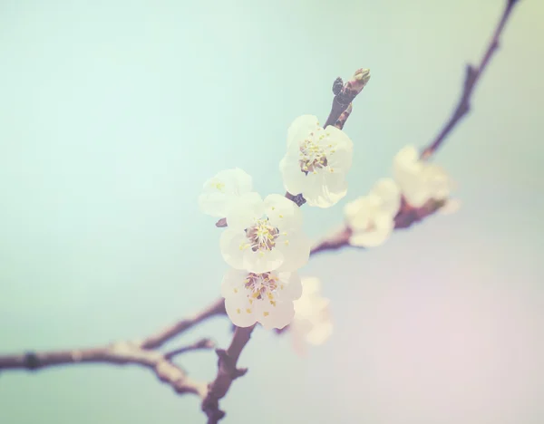 Spring background with flowering apricot  in pastel colors — Stock Photo, Image