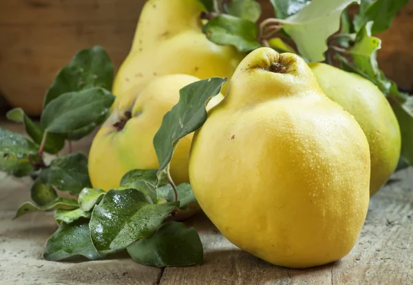 Grote rijpe kweeperen met groene bladeren — Stockfoto