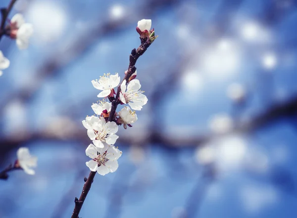 Spring background with flowering apricot  in pastel colors — Stock Photo, Image