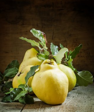 Büyük olgun ayvaları yeşil yaprakları ile 