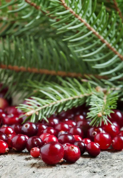 Reife Preiselbeeren mit Tannenzweigen — Stockfoto