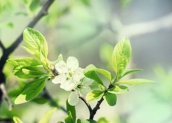 Jarní kvetoucí třešeň — Stock fotografie