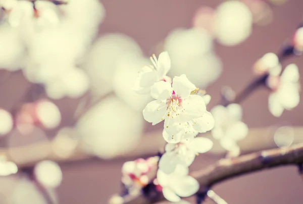 Spring blooming cherry — Stock Photo, Image