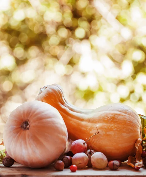 Herbsternte von Kürbissen und Früchten — Stockfoto