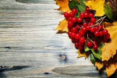 Rowan çilek, sarı ve yeşil yaprakları ile Sonbahar ahşap arka plan