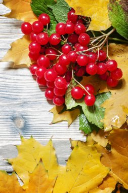 Rowan çilek, sarı ve yeşil yaprakları ile Sonbahar ahşap arka plan