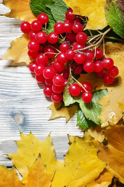 Őszi fa háttér Rowan bogyók, sárga és zöld levelek — Stock Fotó