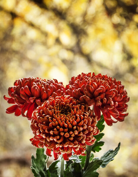 Large red chrysanthemums on the autumn nature blurred background 