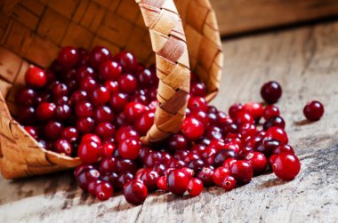 Fresh ripe cranberries poured out of a wicker basket   clipart