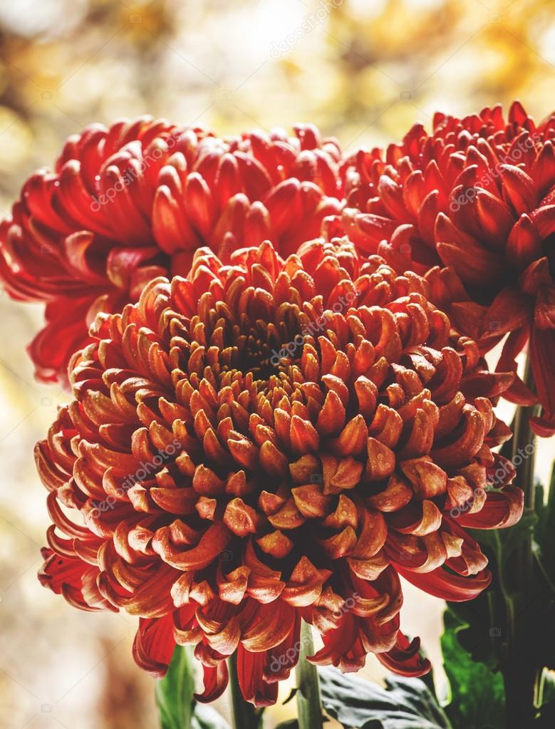 Large red chrysanthemums on the autumn nature blurred background