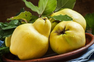 Büyük olgun Ayva meyve kil tabakta yaprakları ile  