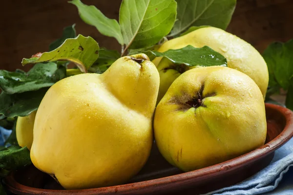 Büyük olgun Ayva meyve kil tabakta yaprakları ile  