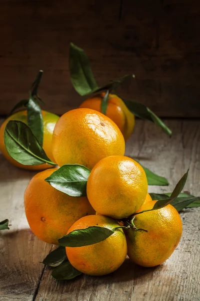 Čerstvé mandarinky s listy na větvi — Stock fotografie