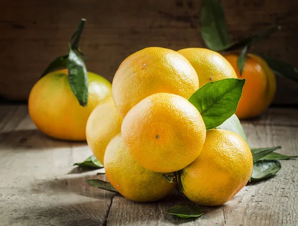 Čerstvé mandarinky s listy na větvi — Stock fotografie