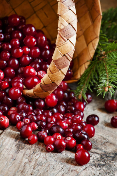 Fresh cranberries in a wicker basket with fir branches 