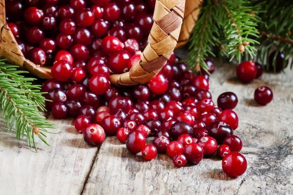 Fresh cranberries in a wicker basket with fir branches — Stock Photo, Image