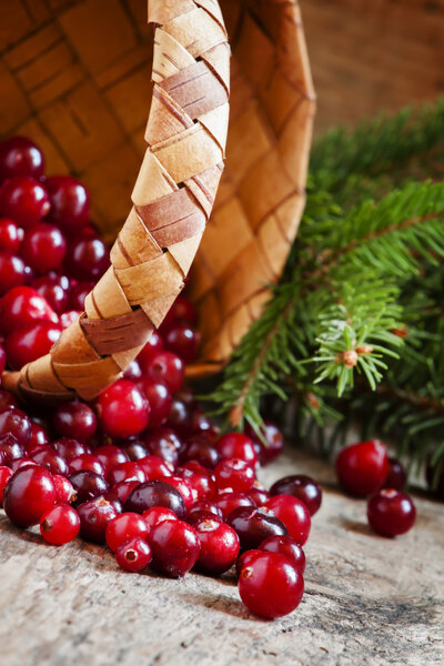 Fresh cranberries in a wicker basket with fir branches 