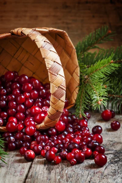 Fresh cranberries in a wicker basket with fir branches — Zdjęcie stockowe