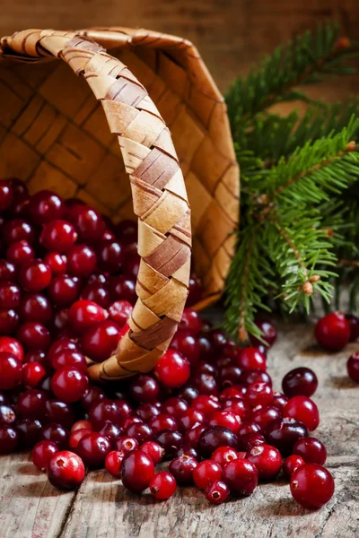 Fresh cranberries in a wicker basket with fir branches — Φωτογραφία Αρχείου