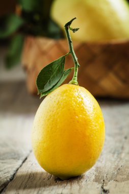 Küçük sarı ile dal taze limon yaprakları 